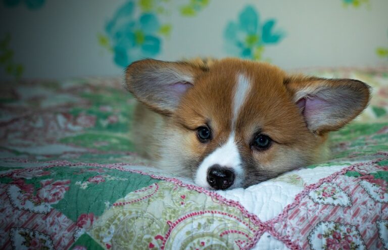 Exploring 99exch: In‑Depth Review of India’s Emerging Crypto Exchange Platform